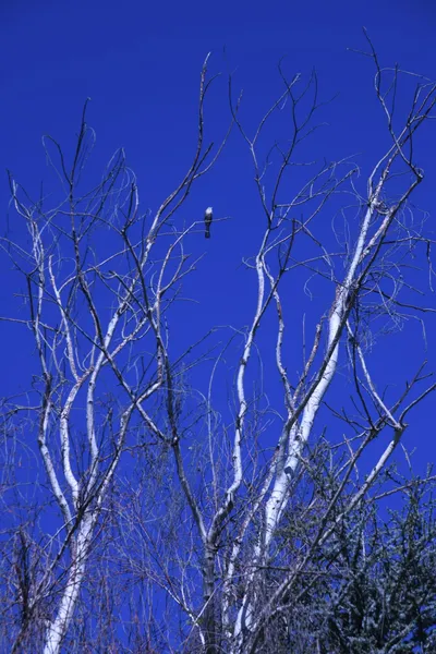 DSC_0711 (Large).JPG